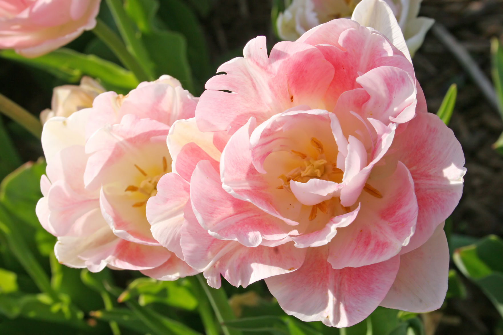 angelique tulip.jpg